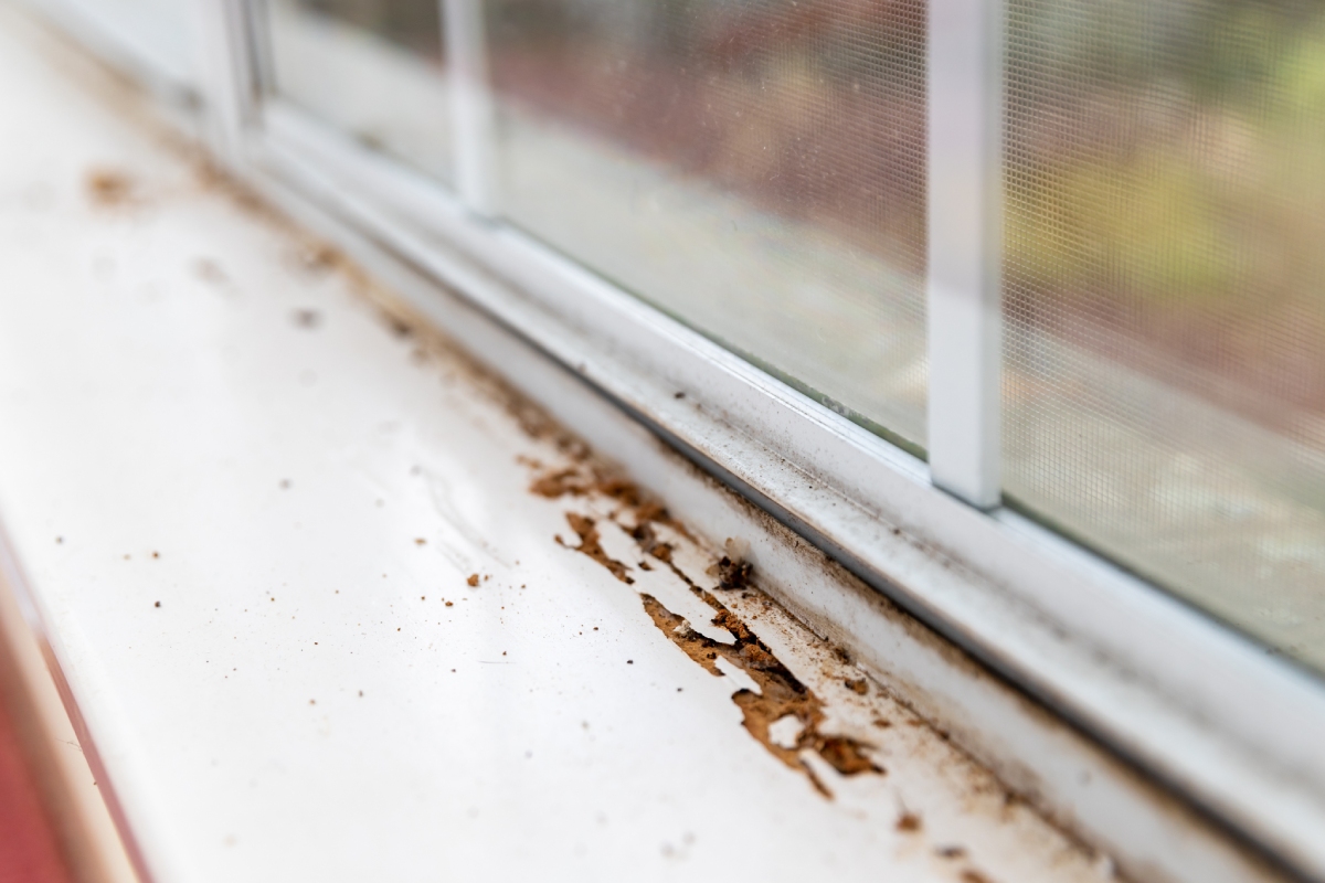 Bois endommagé par les termites, contrôle obligatoire en zone à risque